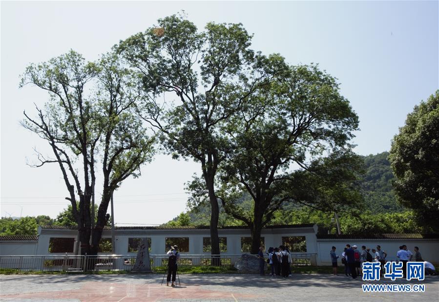 （壯麗70年&middot;奮斗新時代&mdash;&mdash;記者再走長征路&middot;圖文互動）（6）&ldquo;紅軍樹&rdquo;下憶初心、守初心