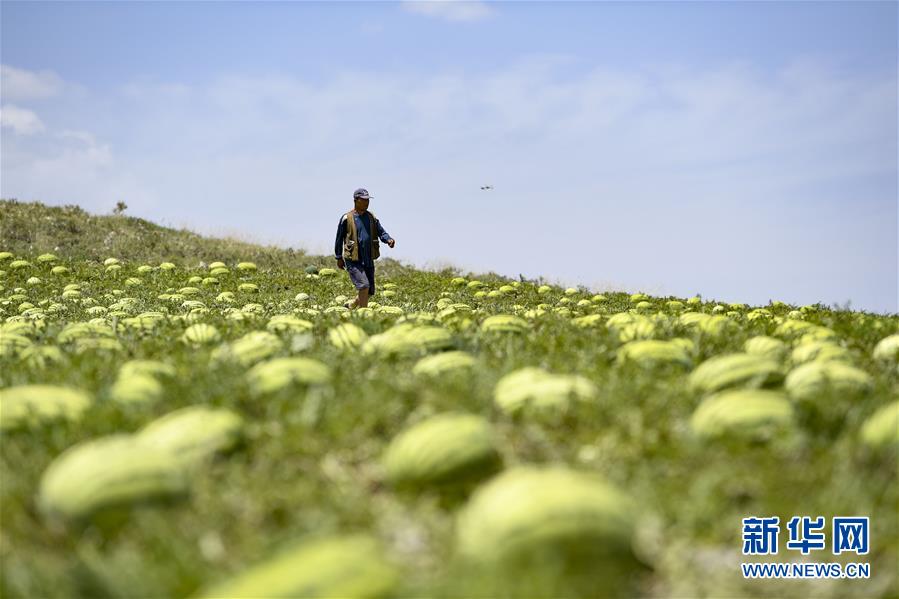 （壯麗70年&middot;奮斗新時代&mdash;&mdash;共和國發展成就巡禮&middot;圖文互動）（4）生態美、百姓富&mdash;&mdash;品讀嶄新&ldquo;寧夏畫卷&rdquo;