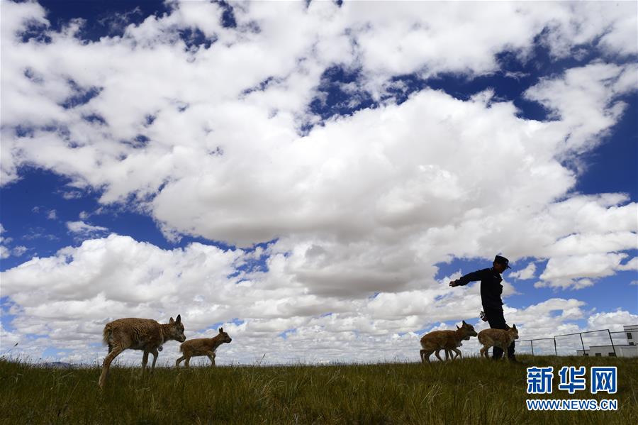 （今日關(guān)注&middot;第一屆國(guó)家公園論壇&middot;圖文互動(dòng)）（5）首個(gè)國(guó)家公園什么樣？專(zhuān)家?guī)阆?ldquo;睹&rdquo;為快