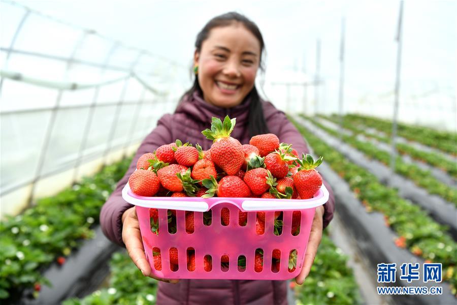 （新華全媒頭條&middot;決戰決勝脫貧攻堅&middot;圖文互動）（2）歷史的決戰　偉大的創舉&mdash;&mdash;&ldquo;世界屋脊&rdquo;上的反貧困奇跡 