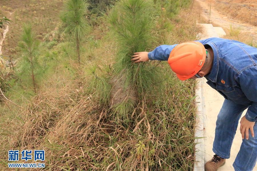 (生態文明建設·圖文互動)(3)粵北生態發展區筑牢粵港澳大灣區綠色屏障