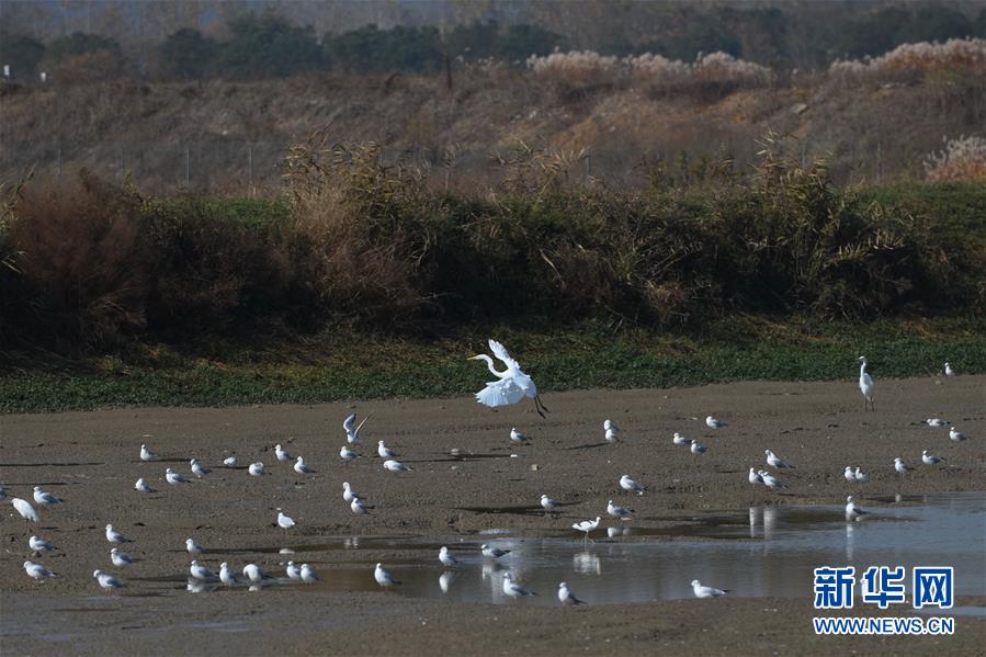 （新華全媒頭條&middot;圖文互動）（3）大湖見證&mdash;&mdash;長三角三大淡水湖綠色發展之路