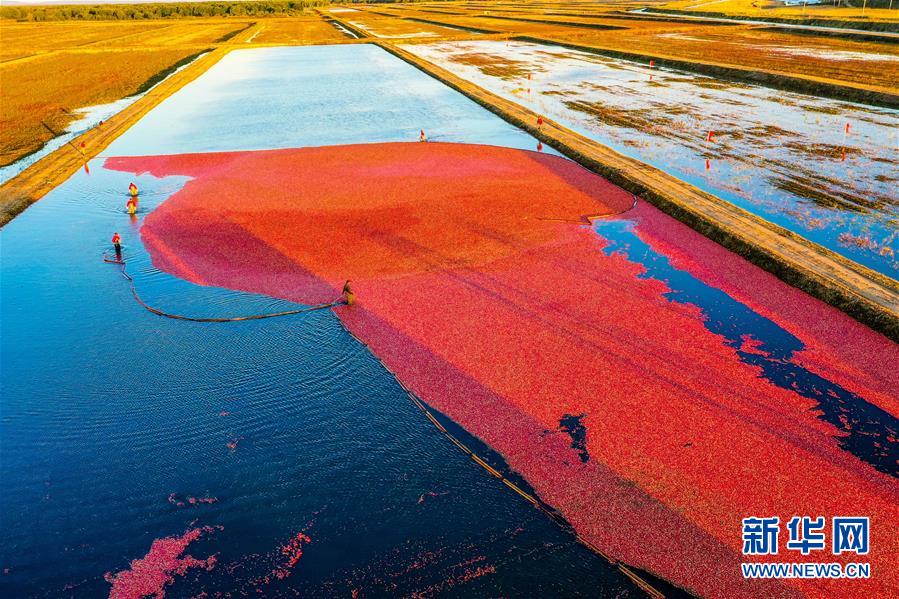 （脫貧攻堅(jiān)&middot;圖文互動）（2）中國東極故事之五：蔓越莓為什么這樣紅？