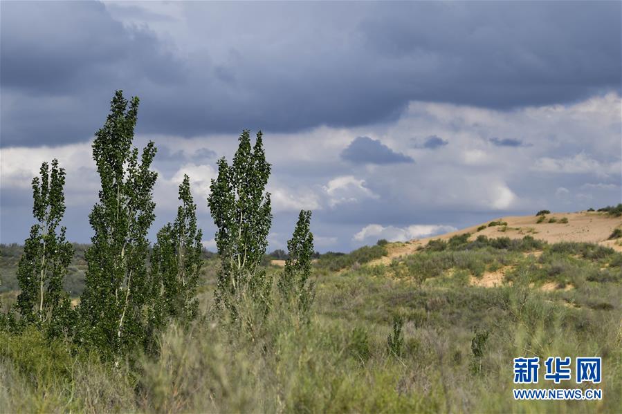 （在習近平新時代中國特色社會主義思想指引下&mdash;&mdash;新時代新作為新篇章&middot;總書記關切高質量發展&middot;圖文互動）（2）從一粒沙看不斷擴大的中國綠色版圖