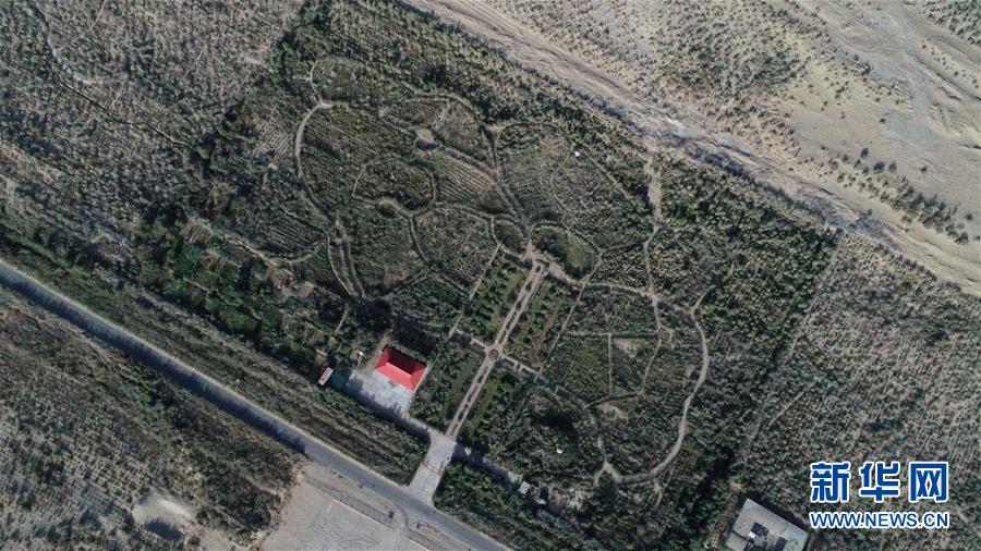 （新華全媒頭條&middot;圖文互動）（2）塔克拉瑪干的&ldquo;播綠使者&rdquo;&mdash;&mdash;中科院新疆生態與地理研究所高級工程師常青的故事