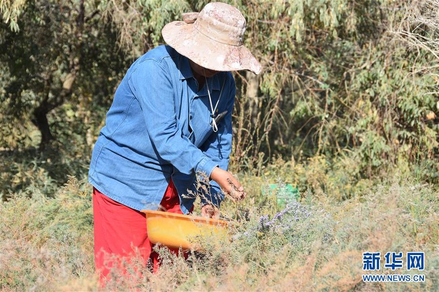 （新華全媒頭條&middot;圖文互動）（7）塔克拉瑪干的&ldquo;播綠使者&rdquo;&mdash;&mdash;中科院新疆生態與地理研究所高級工程師常青的故事