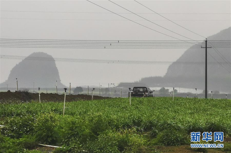 （聚焦疫情防控&middot;圖文互動）（3）&ldquo;得知要送武漢 凌晨出來摘菜&rdquo;&mdash;&mdash;中國&ldquo;南菜園&rdquo;廣西全力抗疫保供應