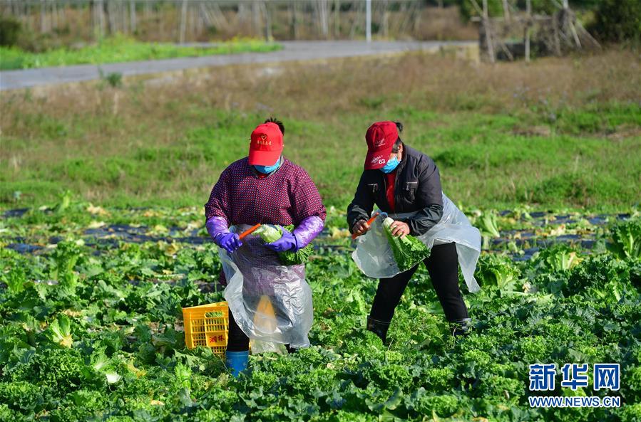 （圖文互動）（3）廣西桂林：&ldquo;借力+接力&rdquo;新鮮蔬菜進社區