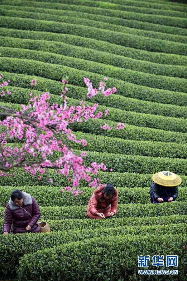 （新華全媒頭條&middot;圖文互動）（12）書寫新的轉折&mdash;&mdash;寫在革命老區遵義全面脫貧之際