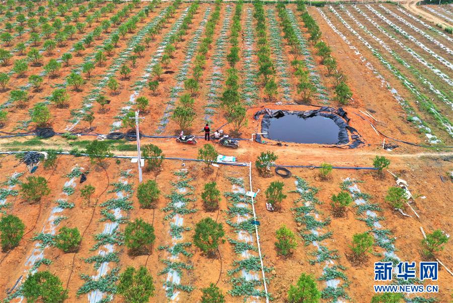 (抓好春耕備耕 穩住農業生產·圖文互動)(2)農時不等人 扶貧不能拖——種瓜大村春耕生產見聞