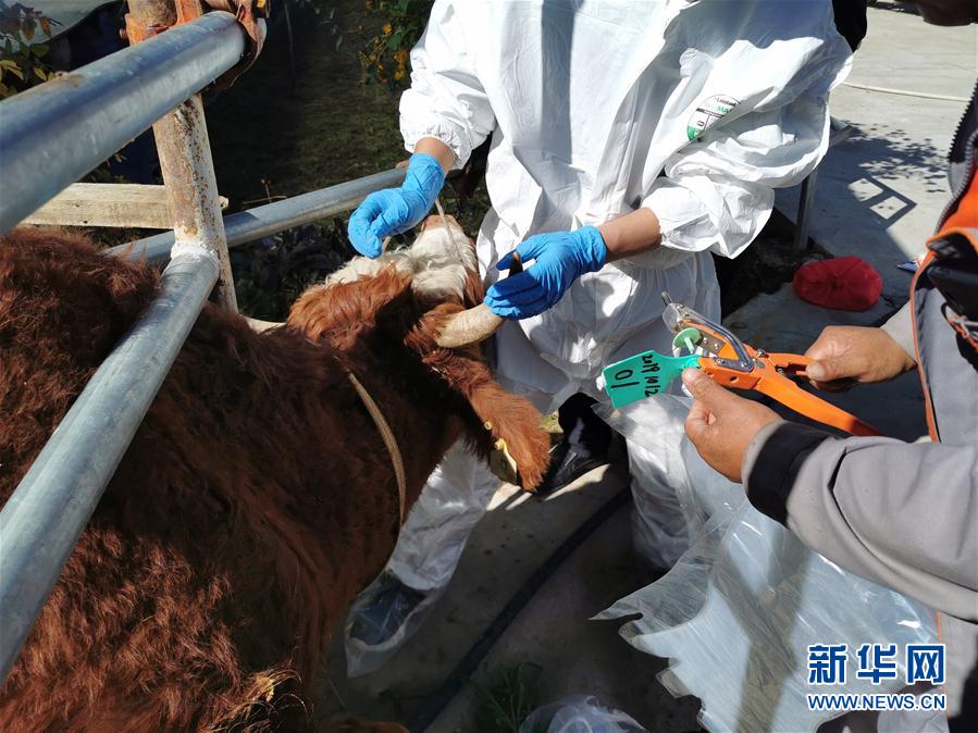 （決戰(zhàn)決勝脫貧攻堅&middot;圖文互動）（1）脫貧&ldquo;不暫停&rdquo; 服務&ldquo;不打烊&rdquo;&mdash;&mdash;天津通過&ldquo;云端&rdquo;幫扶為甘肅受援地區(qū)戰(zhàn)貧繼續(xù)助力