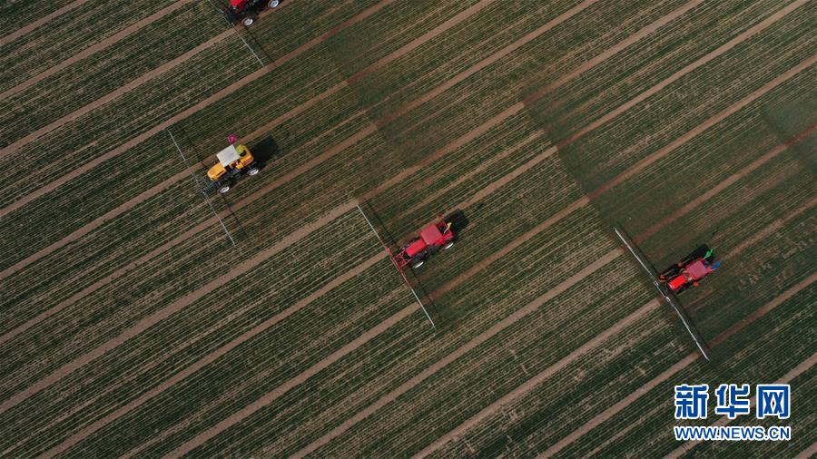 （新華全媒頭條&middot;圖文互動）（5）春色最濃在田間&mdash;&mdash;來自全國春耕備耕的現場觀察