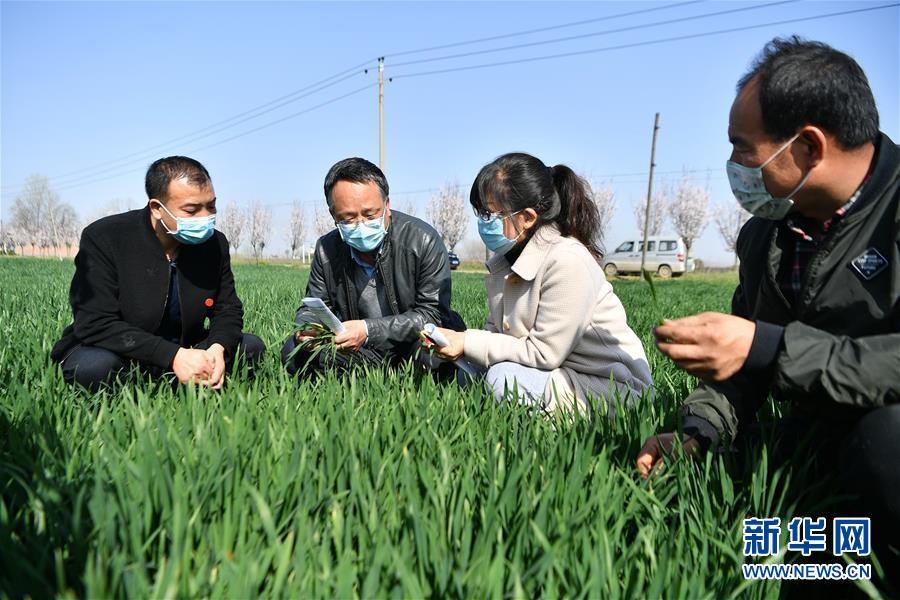 （新華全媒頭條&middot;圖文互動）（8）春色最濃在田間&mdash;&mdash;來自全國春耕備耕的現場觀察