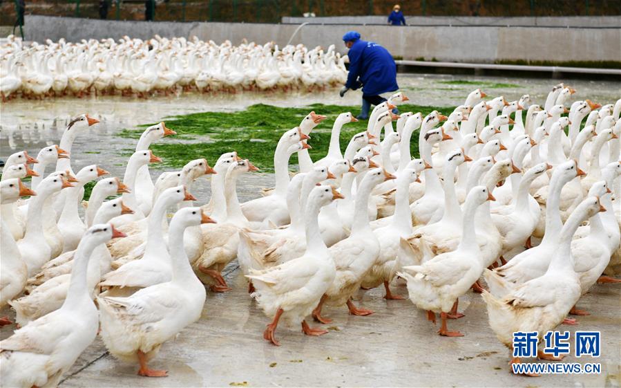 (決戰決勝脫貧攻堅·圖文互動)(3)天然“寶貝”促增收——貴州錦屏縣培育扶貧產業見聞