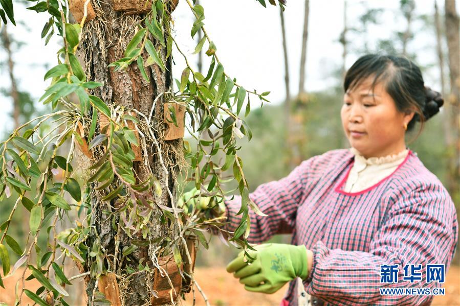 (決戰決勝脫貧攻堅·圖文互動)(5)天然“寶貝”促增收——貴州錦屏縣培育扶貧產業見聞