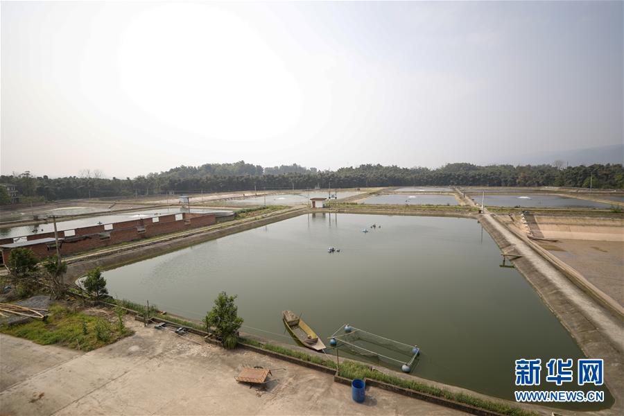 （圖文互動）（6）疏通產(chǎn)業(yè)鏈堵點 保障&ldquo;菜籃子&rdquo;供應(yīng)&mdash;&mdash;重慶養(yǎng)殖大區(qū)力促養(yǎng)殖業(yè)補損復(fù)產(chǎn)