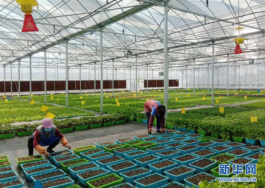 （在習(xí)近平新時(shí)代中國特色社會(huì)主義思想指引下&mdash;&mdash;新時(shí)代新作為新篇章&middot;習(xí)近平總書記關(guān)切事&middot;圖文互動(dòng)）（5）抗疫之下 保供無憂