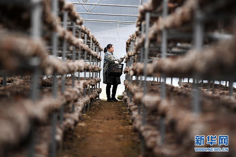 (決戰決勝脫貧攻堅·圖文互動)(5)多重保障 不漏一人——貴州一個脫貧“摘帽”縣的防貧機制探索