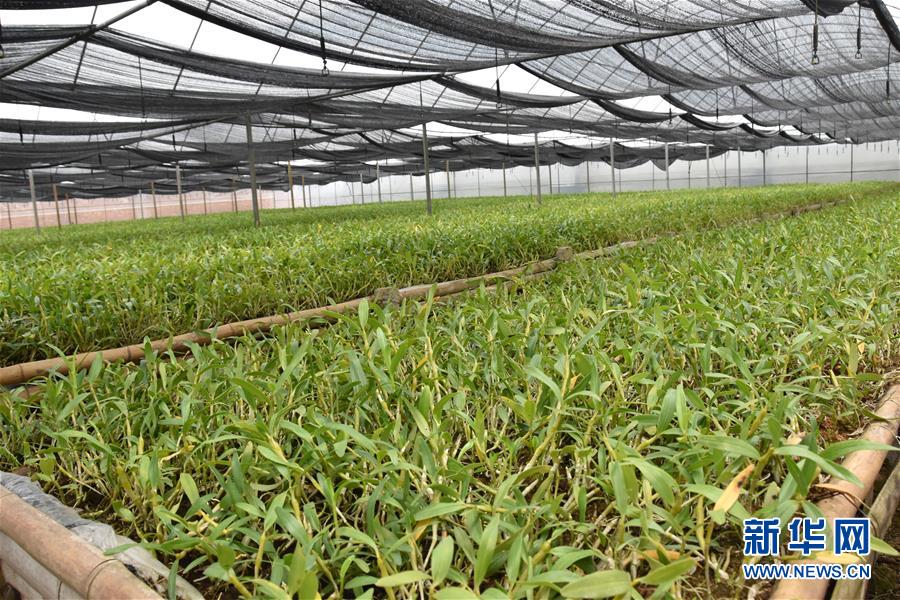 （決戰決勝脫貧攻堅&middot;圖文互動）（1）這個脫貧縣的石頭為何比土金貴？