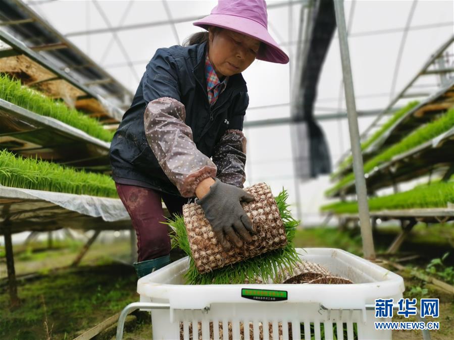 （聚焦農業復工復產&middot;圖文互動）（1）發力&ldquo;單改雙&rdquo; &mdash;&mdash;水稻大省湖南的雙季稻攻堅戰