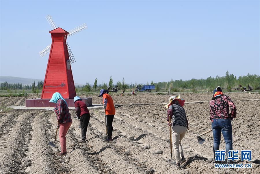 （決戰(zhàn)決勝脫貧攻堅&middot;圖文互動）（1）在&ldquo;石頭灘&rdquo;耕耘&ldquo;紫色夢想&rdquo;