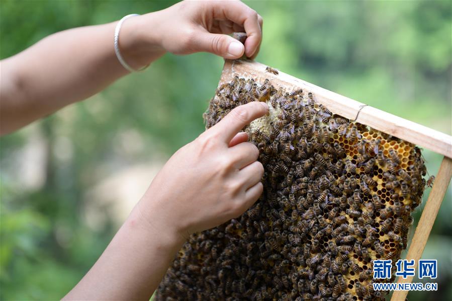 （決戰決勝脫貧攻堅&middot;圖文互動）（4）&ldquo;蜂妹子&rdquo;楊春竹：鄉村發展需要年輕人&rdquo;