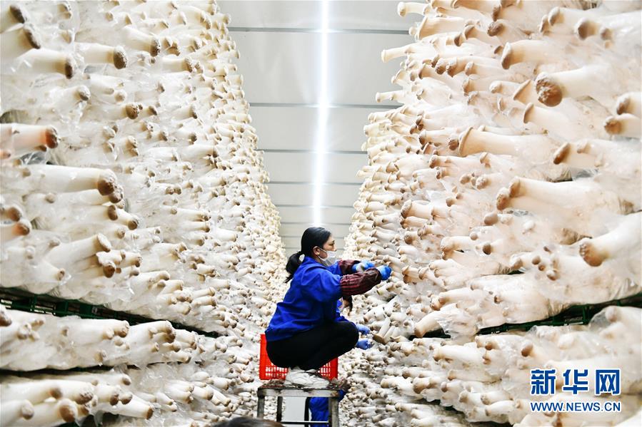 （決戰(zhàn)決勝脫貧攻堅&middot;圖文互動）（1）補短板 促就業(yè) 穩(wěn)增收&mdash;&mdash;貴州向脫貧&ldquo;硬骨頭&rdquo;發(fā)起總攻