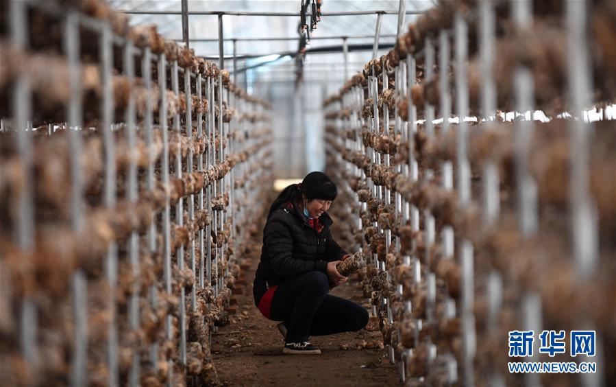 （新華全媒頭條&middot;圖文互動）（3）且看信心如何讓黃土變成金&mdash;&mdash;&ldquo;環京津貧困帶&rdquo;整體脫貧記