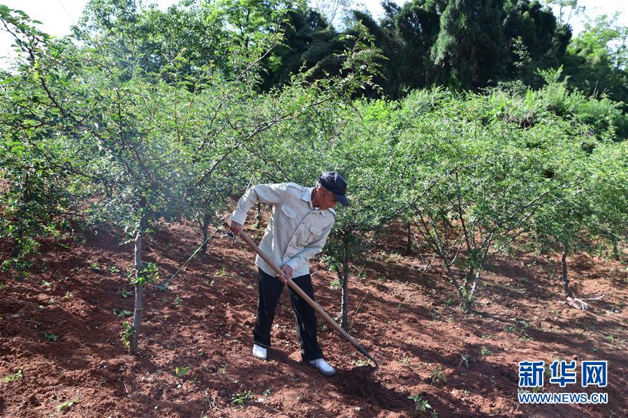 （決戰決勝脫貧攻堅&middot;圖文互動）（4）暮投石壕村