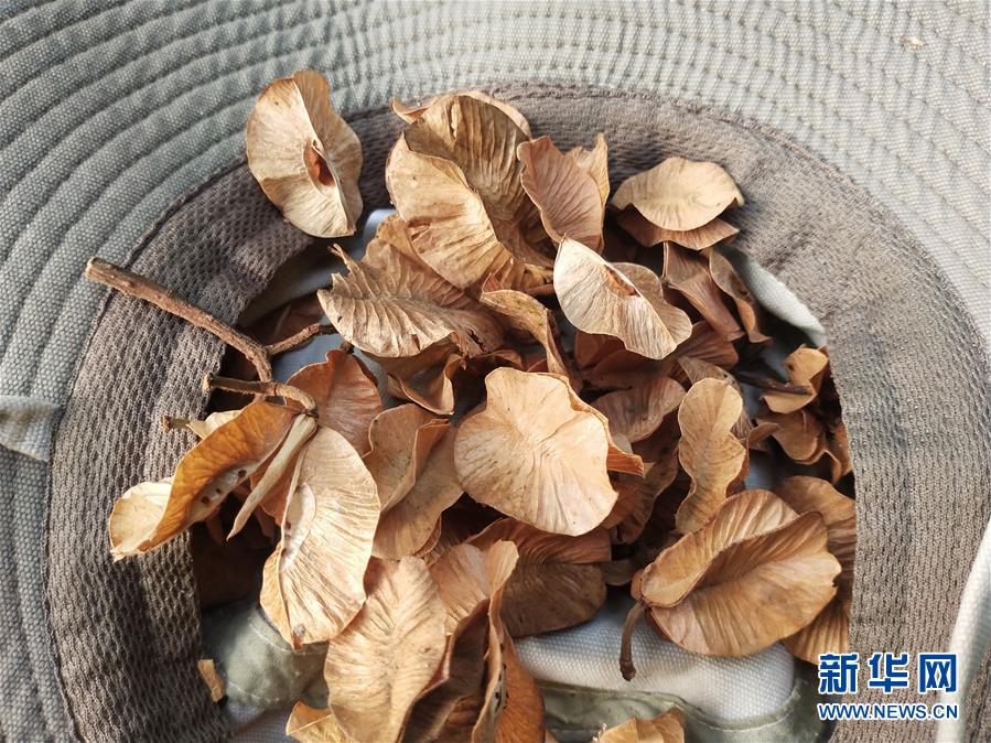 (圖文互動)(6)云南高黎貢山發現珍稀瀕危植物滇桐野生居群