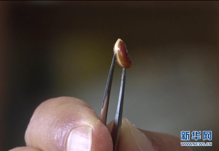 (圖文互動)(7)云南高黎貢山發現珍稀瀕危植物滇桐野生居群