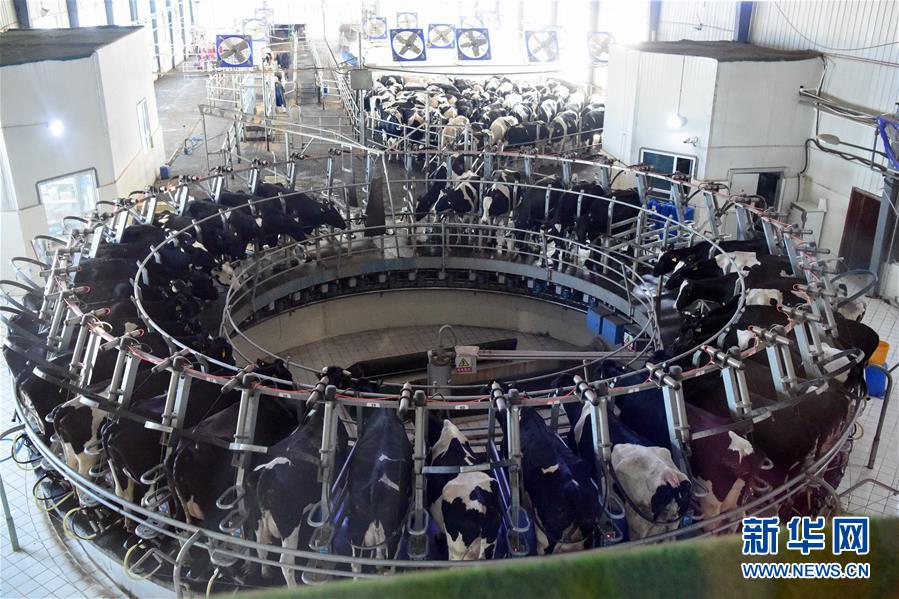 （圖文互動）（2）烏魯木齊：實施&ldquo;哺育工程&rdquo; 23萬余學齡前兒童免費喝牛奶