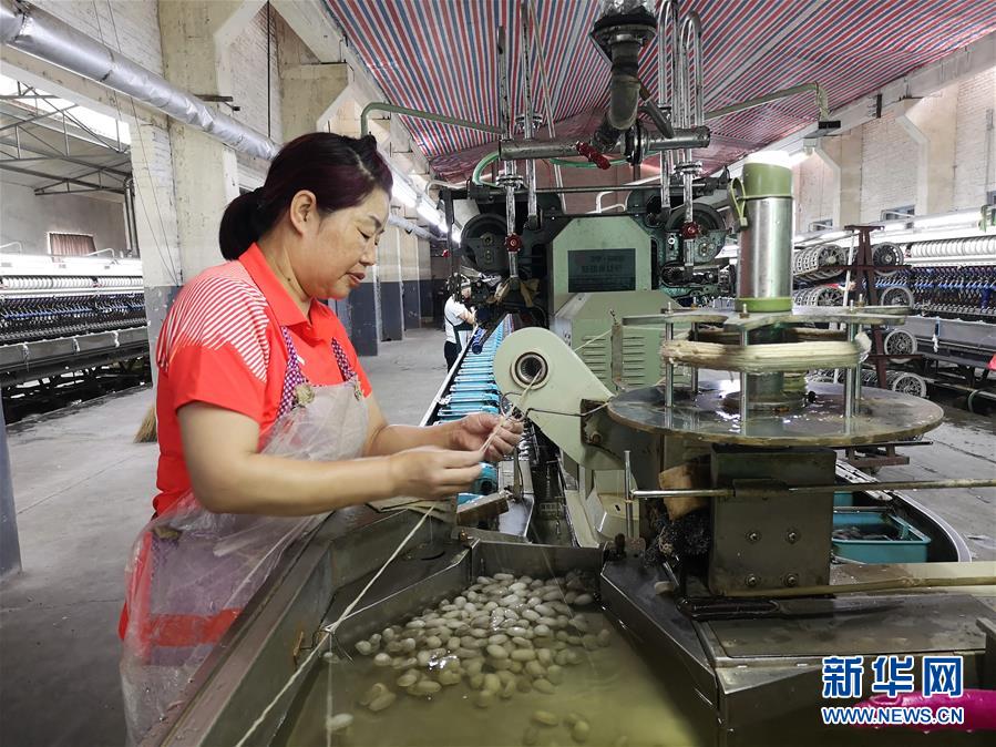 （決戰(zhàn)決勝脫貧攻堅&middot;圖文互動）（2）桑蠶養(yǎng)殖助力太行山區(qū)農(nóng)戶增收