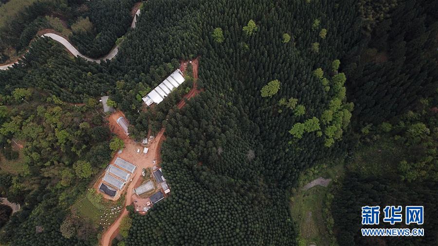 （決戰決勝脫貧攻堅&middot;圖文互動）（3）&ldquo;小蜂王&rdquo;的大夢想