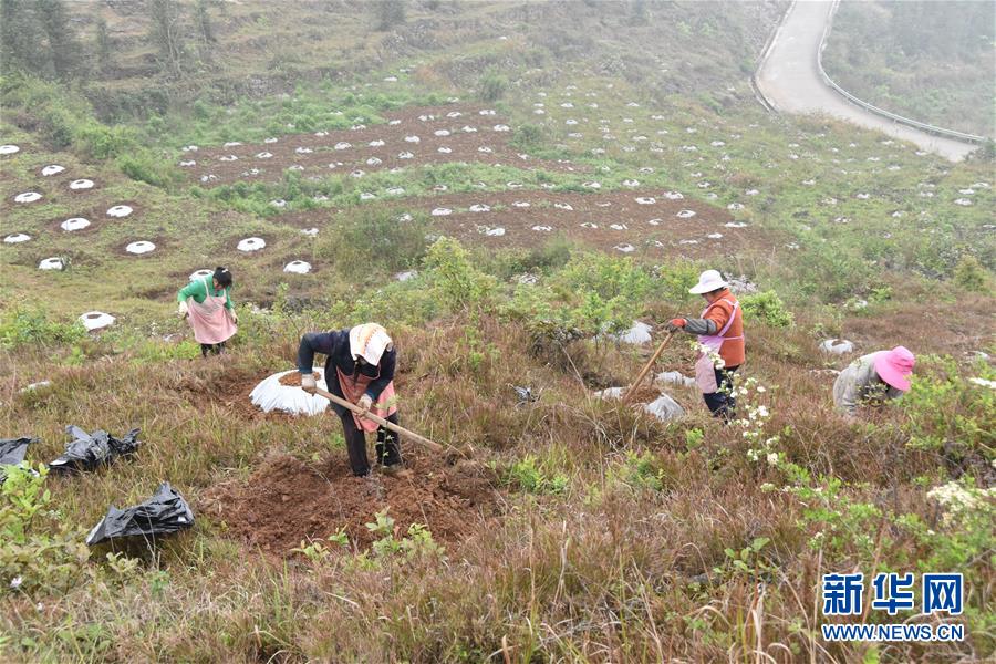 （決戰(zhàn)決勝脫貧攻堅(jiān)&middot;圖文互動(dòng)）（2）因地制宜的&ldquo;魅力&rdquo;&mdash;&mdash;貴州脫貧攻堅(jiān)一線(xiàn)采訪隨筆