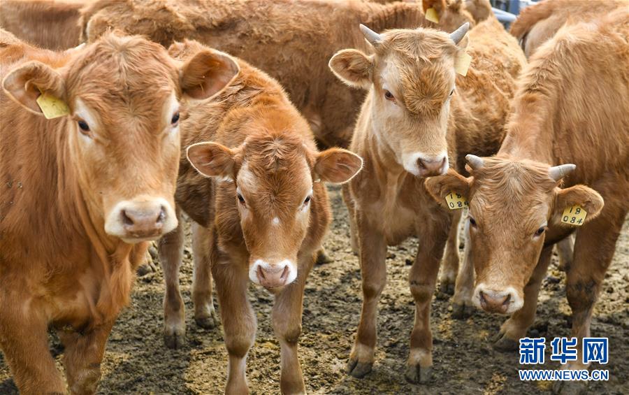 （決戰決勝脫貧攻堅&middot;圖文互動）（6）長白山下唱新篇&mdash;&mdash;吉林延邊州脫貧攻堅觀察