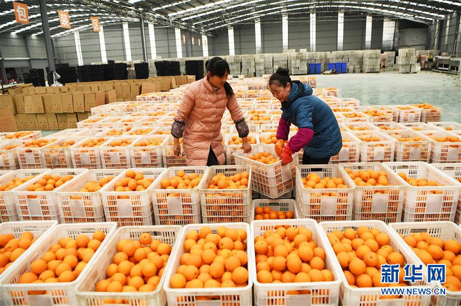 （新華全媒頭條&middot;圖文互動）（6）待到滿山紅葉時&mdash;&mdash;三峽重慶庫區踐行新發展理念面面觀