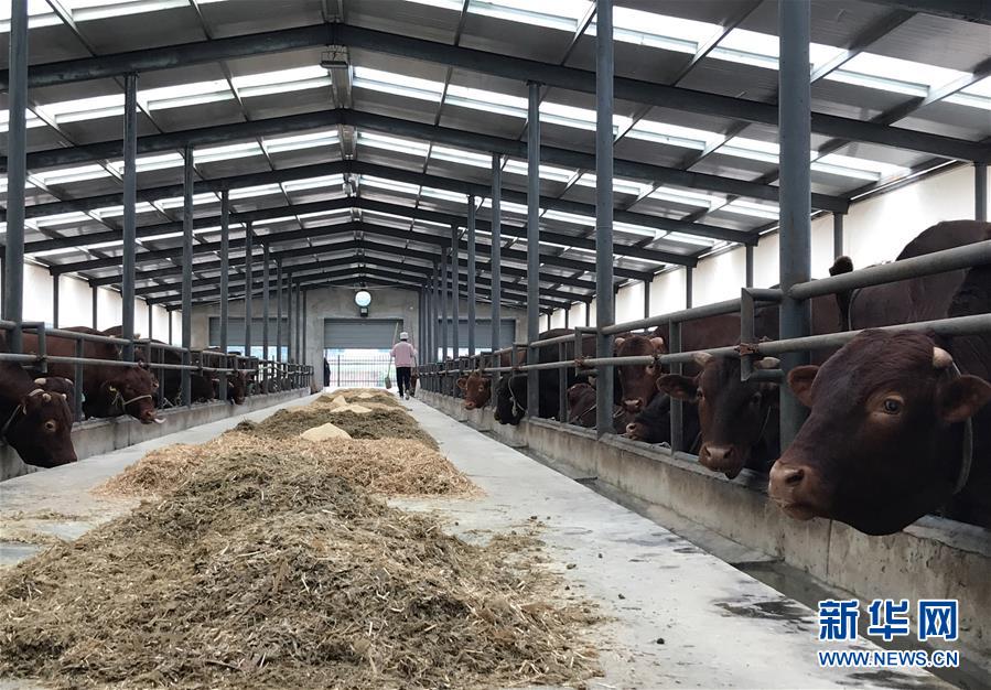 （決戰決勝脫貧攻堅&middot;圖文互動）（2）趕著&ldquo;紅牛&rdquo;奔小康