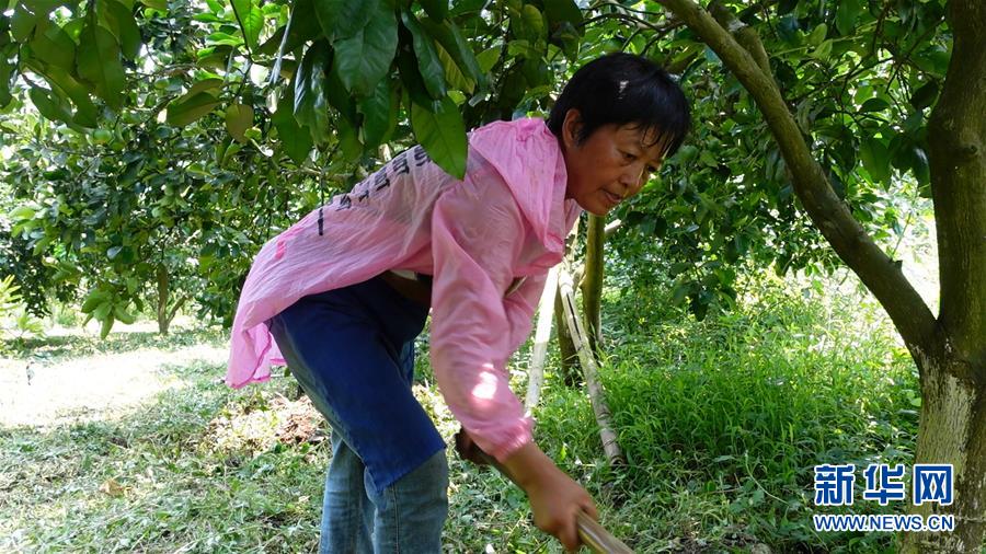 （新華網(wǎng)&middot;決戰(zhàn)決勝脫貧攻堅&middot;圖文互動）（2）貴州思南：強村帶弱村 &ldquo;抱團&rdquo;促增收