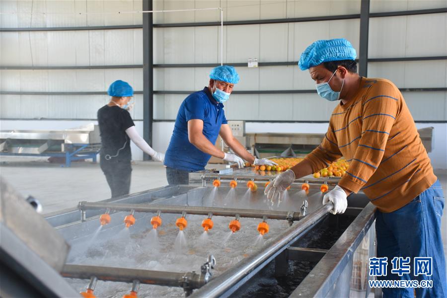 （決戰(zhàn)決勝脫貧攻堅(jiān)&middot;圖文互動(dòng)）（3）新疆&ldquo;杏鄉(xiāng)&rdquo;：杏果飄香 走出深閨助脫貧