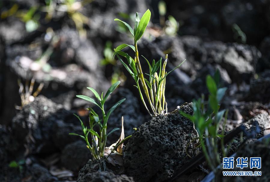 （新華全媒頭條&middot;走向我們的小康生活&middot;圖文互動）（13）留住鄉愁留住美&mdash;&mdash;千村競秀綴瓊州