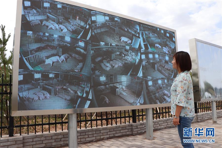（鄉村振興&middot;圖文互動）（3）內蒙古伊金霍洛旗：自家生豬基地養 環境好來收入旺