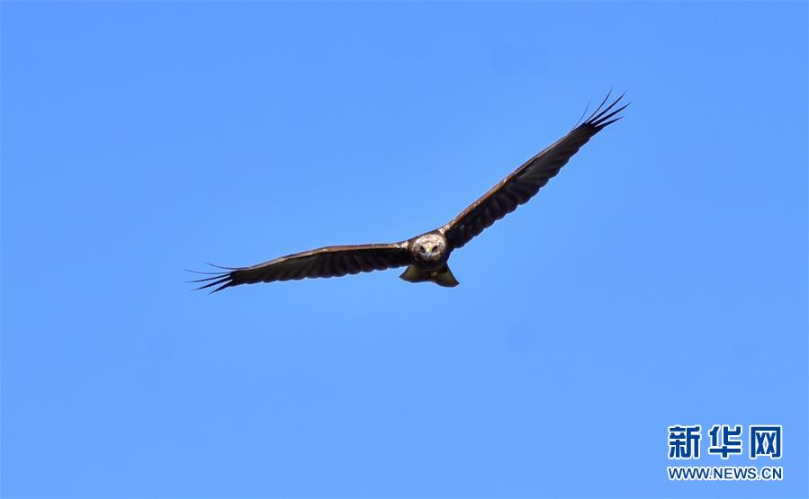(新華網(wǎng)·圖文互動)(2)云南保山首次記錄到國家重點保護野生動物白頭鷂