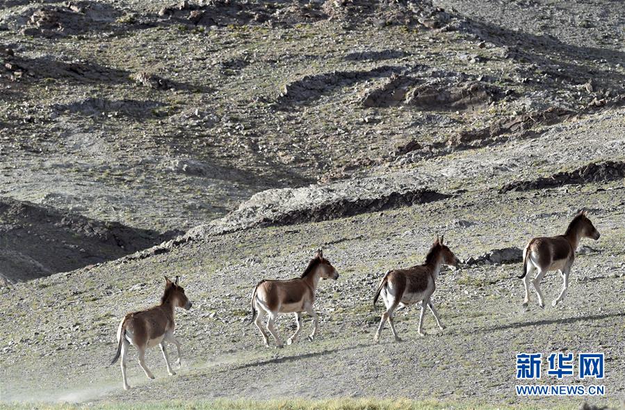 （在習(xí)近平新時代中國特色社會主義思想指引下&mdash;&mdash;新時代新作為新篇章&middot;習(xí)近平總書記關(guān)切事&middot;圖文互動）（1）綠色映底蘊(yùn)，山水見初心&mdash;&mdash;生態(tài)優(yōu)先、綠色發(fā)展持續(xù)造福群眾美好生活