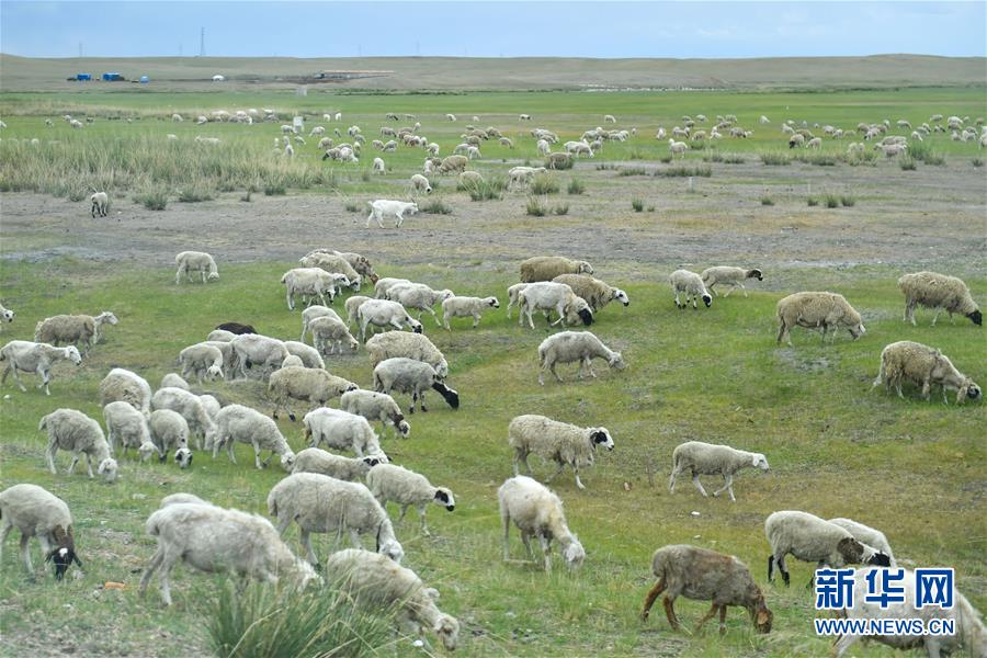 （走向我們的小康生活&middot;圖文互動）（1）草原有了網，手機能放羊&mdash;&mdash;看呼倫貝爾大草原牧民生活變了樣 