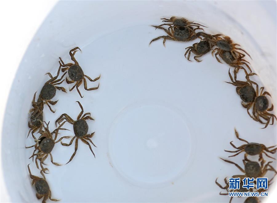 （新華全媒頭條&middot;走向我們的小康生活&middot;圖文互動(dòng)）（13）&ldquo;南大荒&rdquo;變&ldquo;稻蟹鄉(xiāng)&rdquo;&mdash;&mdash;資源枯竭型城市盤(pán)錦的鄉(xiāng)村振興之路