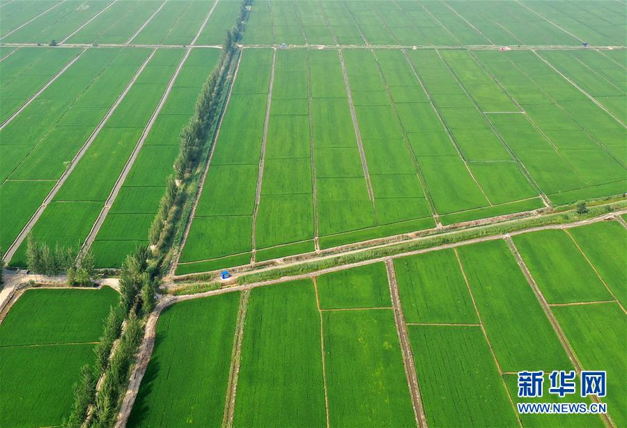 （新華全媒頭條&middot;走向我們的小康生活&middot;圖文互動(dòng)）（6）&ldquo;南大荒&rdquo;變&ldquo;稻蟹鄉(xiāng)&rdquo;&mdash;&mdash;資源枯竭型城市盤(pán)錦的鄉(xiāng)村振興之路