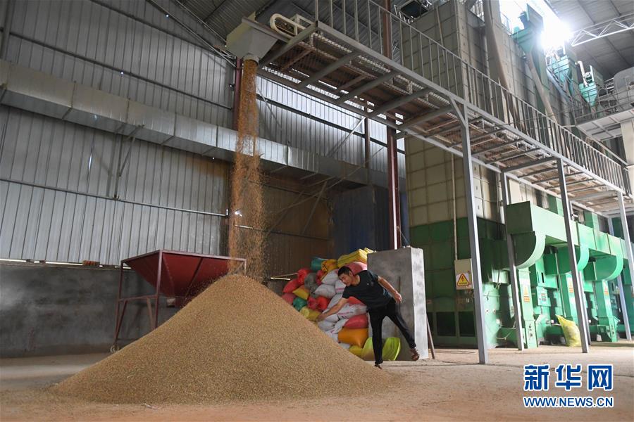 （新華視點&middot;聚焦餐桌外的浪費&middot;圖文互動）（1）農戶儲糧損失達8%！設施普遍簡陋，蟲害霉變堪憂