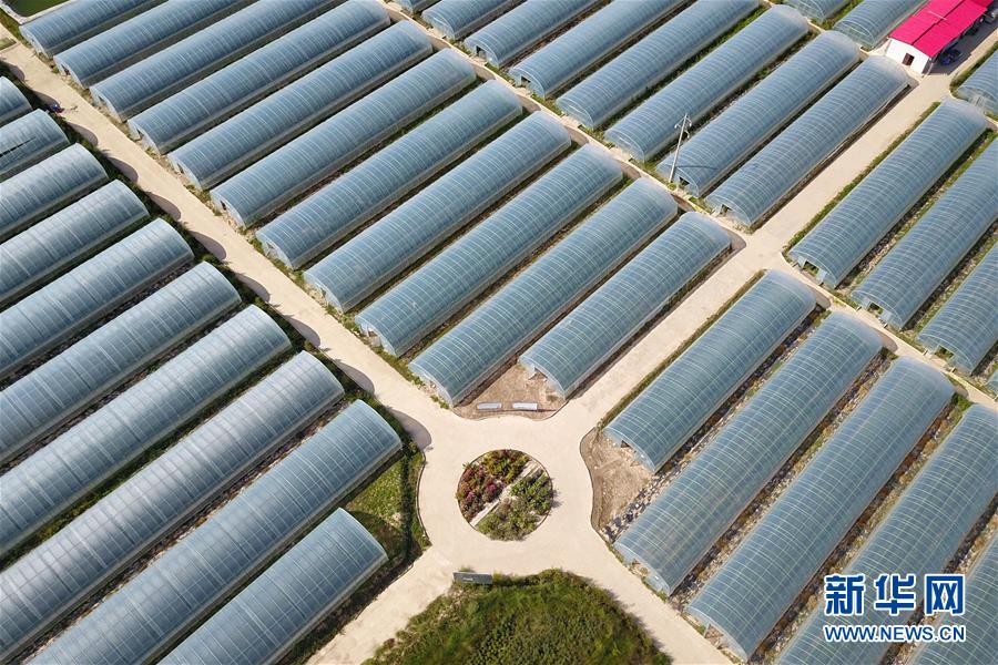 （新華全媒頭條&middot;走向我們的小康生活&middot;圖文互動）（11）&ldquo;苦甲&rdquo;不再，&ldquo;甘味&rdquo;綿長&mdash;&mdash;脫貧攻堅的甘肅味道