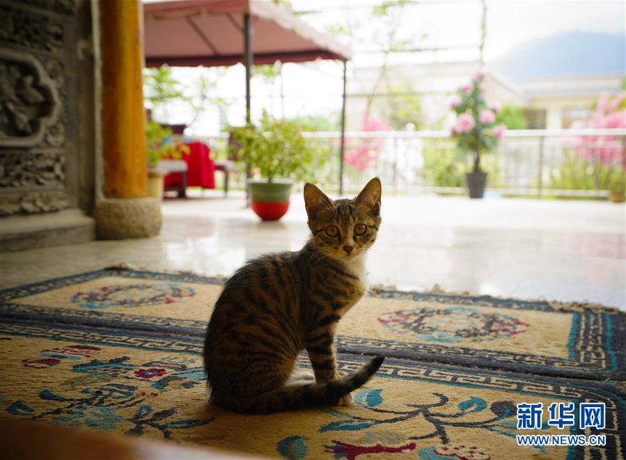 （走向我們的小康生活&middot;決戰(zhàn)決勝脫貧攻堅(jiān)&middot;圖文互動）（3）甘青交界處的跨越&mdash;&mdash;保安族、撒拉族的脫貧故事